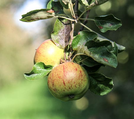 Cider apples hanging from Castle farm orchards