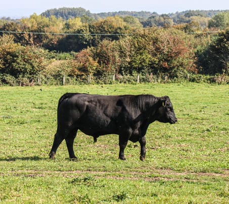 Dave - Castle Farm's Aberdeen Angus Bull